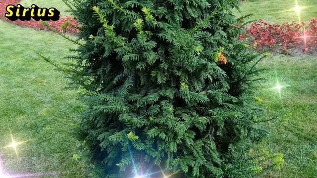 Снятие порчи сырым яйцом смотреть онлайн