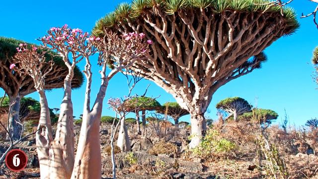 STRANGEST Plants In The World! смотреть онлайн