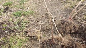 Посадка малины весной саженцами с открытой корневой системой.