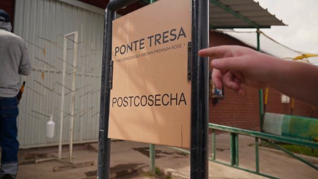 60 000 тяжелой кустовой розы в неделю | Плантация Ponte Tresa | Эквадор | Цветы оптом смотреть онлайн
