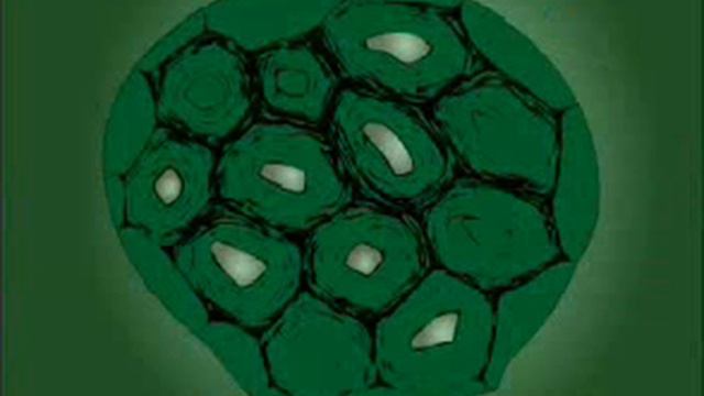 Механические ткани растений смотреть онлайн