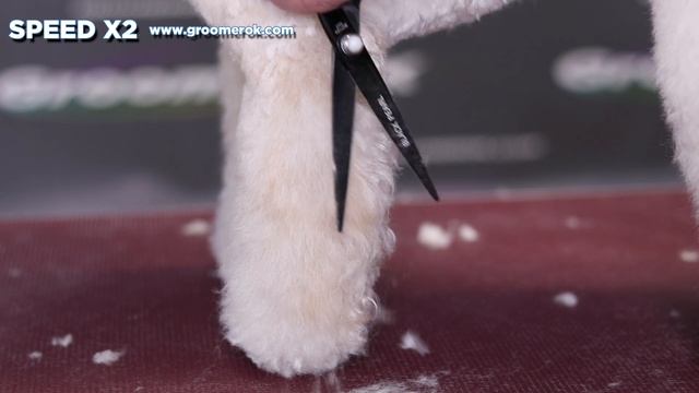 Maltipoo dog - One of the best and suitable maltipoo haircuts смотреть онлайн