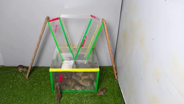 How to make Rat Trap Water ?? 10 Mice in trapped one night ? Mouse/ Rat trap ??? #5 смотреть онлайн