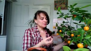 Комнатный мандарин (каламондин): уход и черенкование