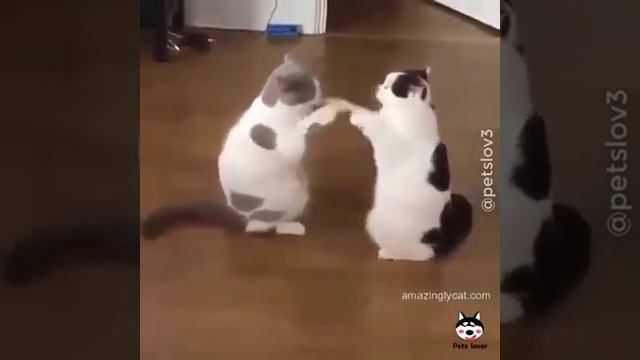 Наши верные друзья животные ПОЗИТИВ смотреть онлайн