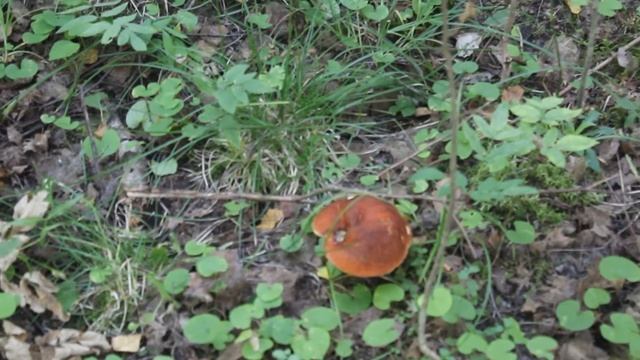 Рост красных подосиновиков Leccinum aurantiacum смотреть онлайн