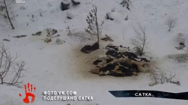 Гора из трупов собак возмутила жителей Сатки смотреть онлайн