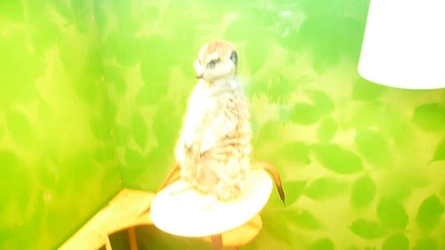 Сурикат позирует.