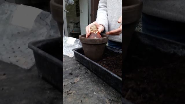Potting Amaryllis 28 11 20 смотреть онлайн