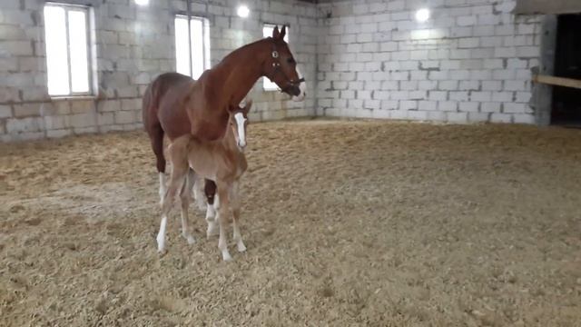 Русское конное племенное хозяйство Грабовских. Жеребец РУССКИЙ САЛЮТ. один день. смотреть онлайн