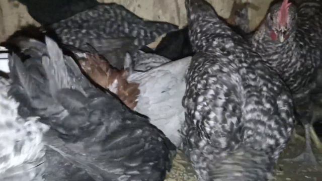 Цыплята микс и не только смотреть онлайн