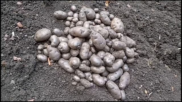 урожай фиолетового картофеля и его польза смотреть онлайн
