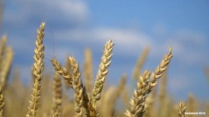 СТРЕКОЧУТ кузнечики. ПОЮТ птички в поле.