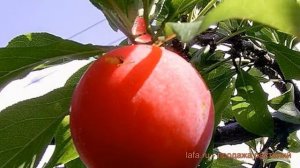 Слива обыкновенная Красный шар (krasnyy shar) ? обзор: как сажать, саженцы сливы Красный шар