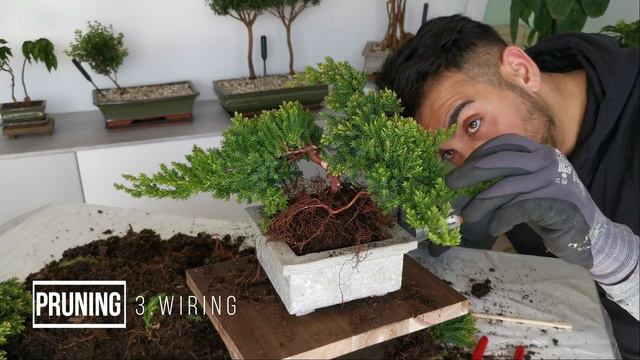 How To Make A Bonsai Tree | For BEGINNERS #1 | (Watch This!) To Make A Juniper