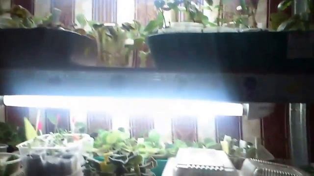 Комнатные растения мои стеллажи и освещение смотреть онлайн
