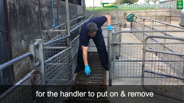 Designing a safe sheep handling unit - Virtual Sheep Week смотреть онлайн
