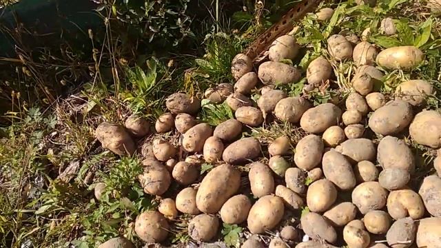 Картошка из очисток смотреть онлайн