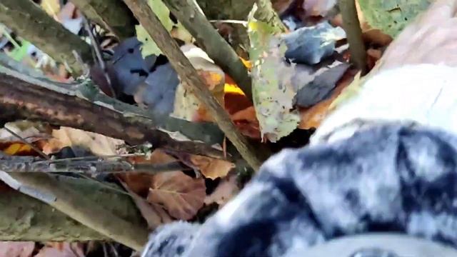 В лес за опятами // дома несидится //приятные воспоминания// смотреть онлайн