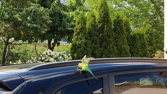 Улетел волнистый попугай. Потерялся волнистый попугайчик. смотреть онлайн