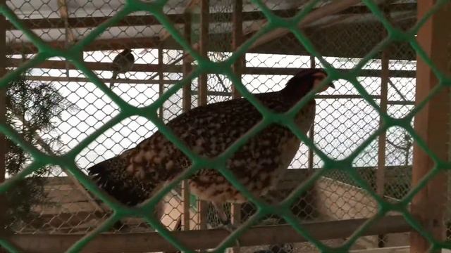 ТРАГОПАН КАБОТА, БУРОБРЮХИЙ ТРАГОПАН, TRAGOPAN CABOTI