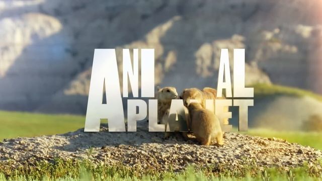Animal Planet Rebrand