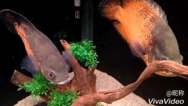 Аквариумы Люкс Нижнекамск телефон 8 917 884 09 59 смотреть онлайн