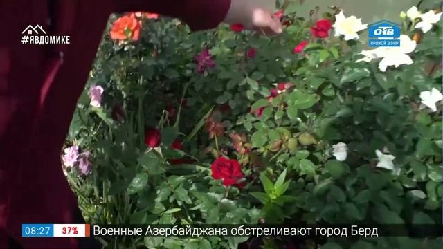 Руки садовода – как вырастить красивые розы смотреть онлайн