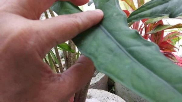 Alocasia Princeps Plant