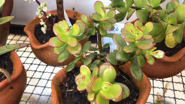 Natureza em Cores - Semana dos gêneros - Crassulas смотреть онлайн