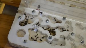 ПЕРЕСЕЛЕНИЕ МУРАВЁВ ГИГАНТОВ CAMPONOTUS VAGUS В НОВЫЙ ФОРМИКАРИЙ И РАСШИРЕНИЕ ДЛЯ ДРУГИХ МУРАВЬЁВ!