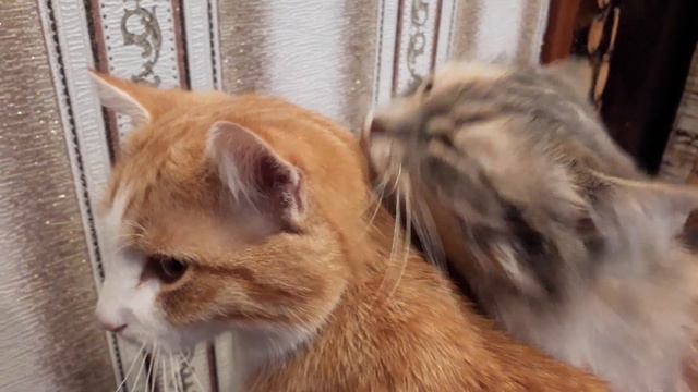Кошачья забота смотреть онлайн