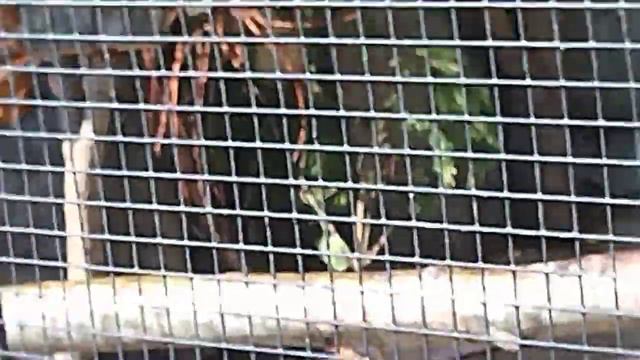 Питерский Зоопарк и развод мостов!Влог#4! смотреть онлайн