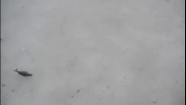 5 лет назад, как это было ) Закрытие зимнего сезона с Диманом ) смотреть онлайн