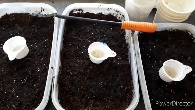 Второй заход по посеву семян перцев на рассаду. Замачивание и посев.