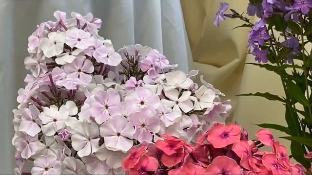 Итоги выставки "Мир Флоксов"-2023: какие сорта назвали лучшими смотреть онлайн