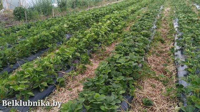 Лучший сорт клубники ?!!! Какой самый лучший сорт клубники_ Как выбрать_ Belklubnika.by.mp4 смотреть онлайн
