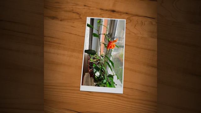 КИТАЙСКАЯ РОЗА ГИБИСКУС смотреть онлайн