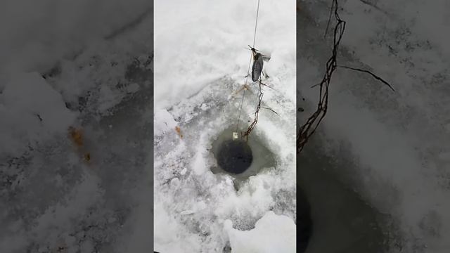 Зимний налим