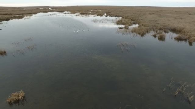 видео охота на пернатых. утки. гуси. лебеди. вид с верху. смотреть онлайн