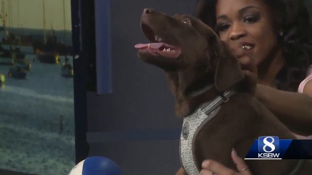 KSBW Pet of the Weekend: Olaf! смотреть онлайн