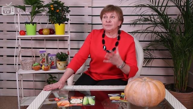 Бахчевые культуры ? Перекрестное опыление ? Можно ли сажать рядом арбузы, дыни, тыквы? смотреть онлайн