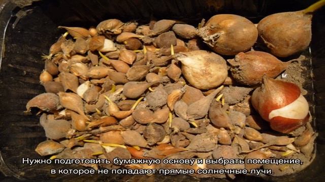Луковицы тюльпанов — как хранить смотреть онлайн