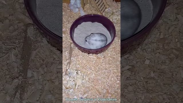 Карликовый хомяк Филя смотреть онлайн