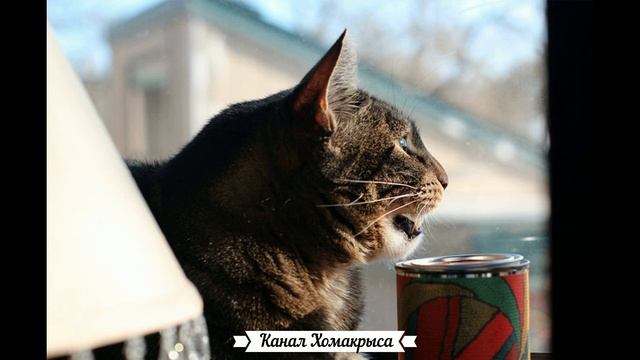 Посмотри на реакцию своего кота Звуки кошек смотреть онлайн