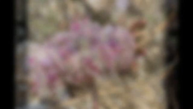 КАЛИПТРИДИУМ  (CALYPTRIDIUM)  Cем. Портулаковые