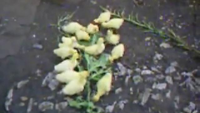 Уже соображают... (недельные гусята) смотреть онлайн
