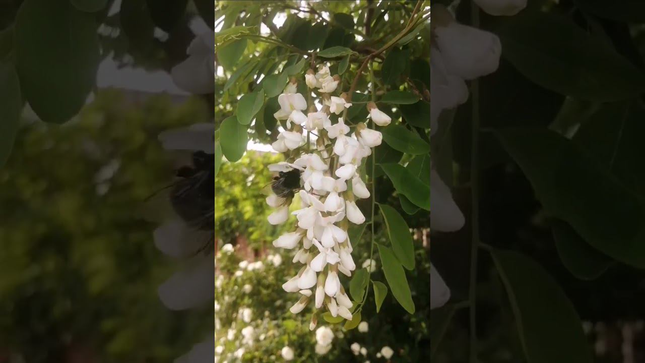 Сокращённая версия смотреть онлайн