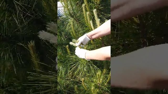 Прищипывание сосны