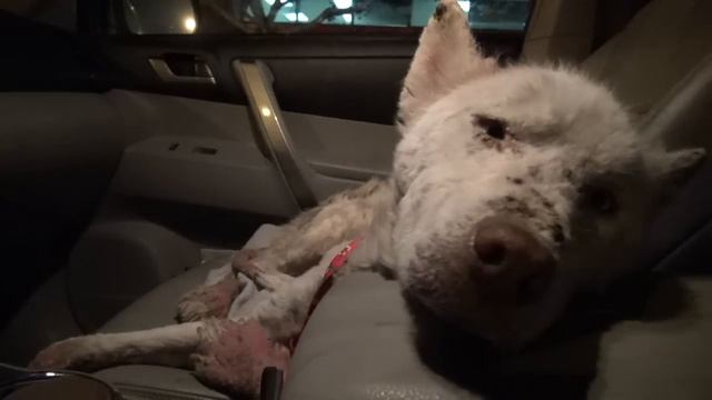 A homeless dog living in a trash pile gets rescued, and then does something amazing! #dog смотреть онлайн